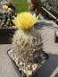 Preview: Coryphantha delaetina